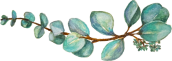 shannon-wilson-wedding-celebrant-officiant-eucalyptus-dividers shannon-wilson-wedding-celebrant-officiant-eucalyptus-dividers